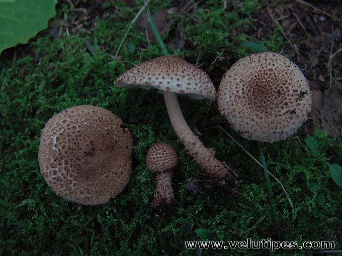 Echinoderma echinaceum