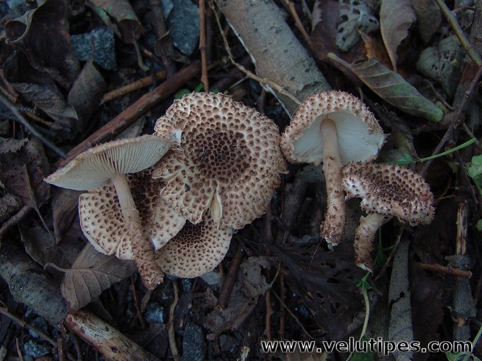 Echinoderma echinaceum
