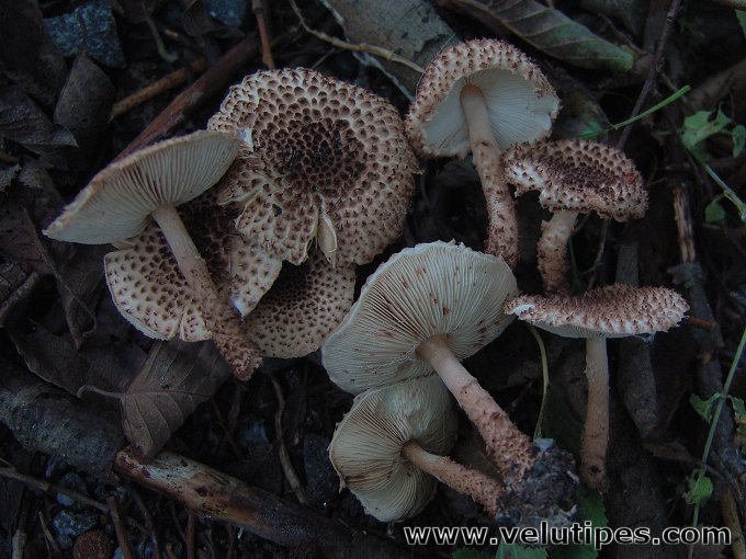 Echinoderma echinaceum