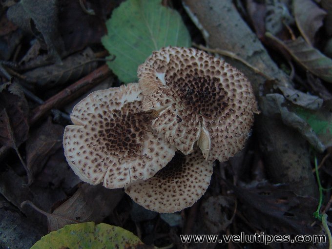 Echinoderma echinaceum