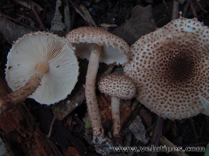Echinoderma echinaceum
