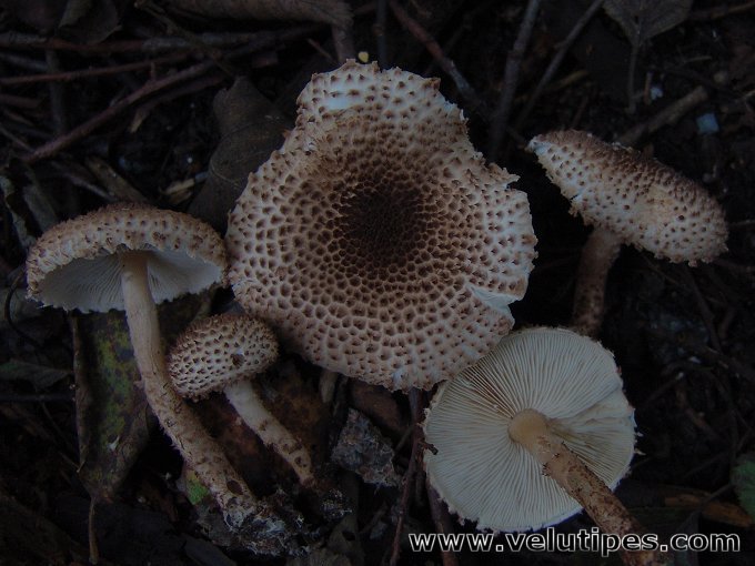 Echinoderma echinaceum