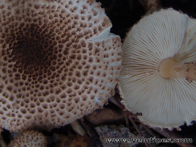 Echinoderma echinaceum