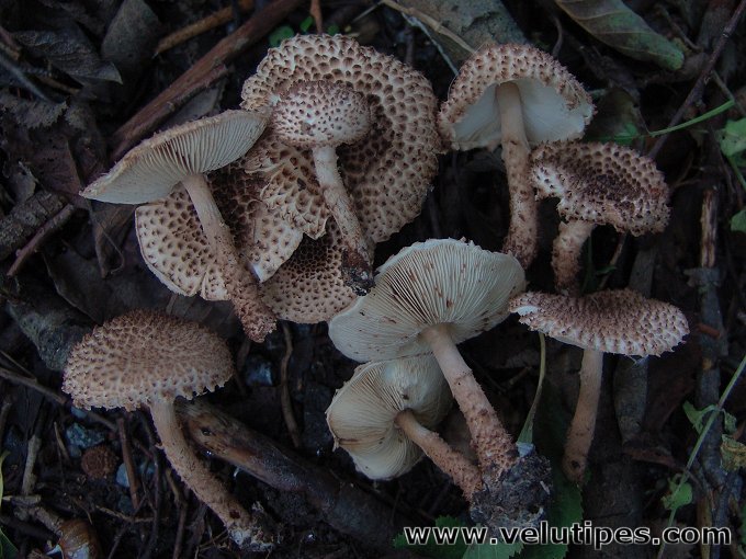 Echinoderma echinaceum
