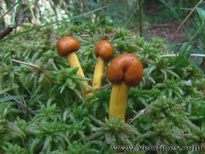 Elaphocordyceps longisegmentis