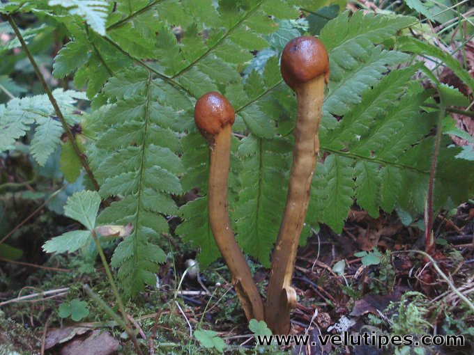 Elaphocordyceps longisegmentis