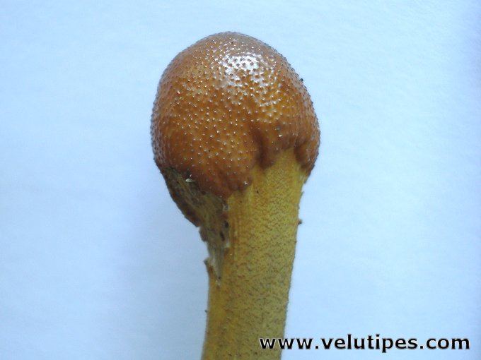 Elaphocordyceps longisegmentis