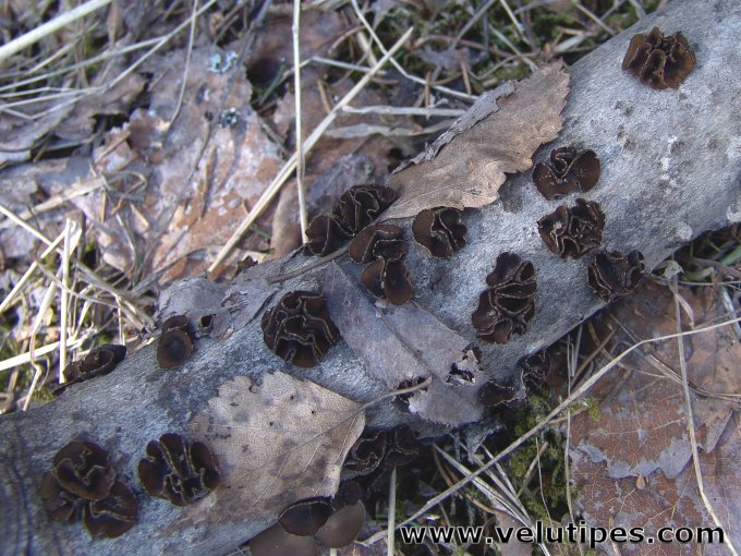 Encoelia fascicularis