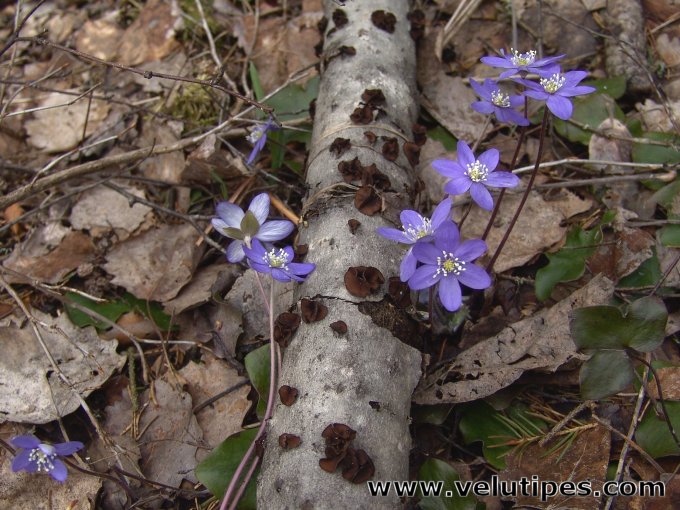 Encoelia fascicularis