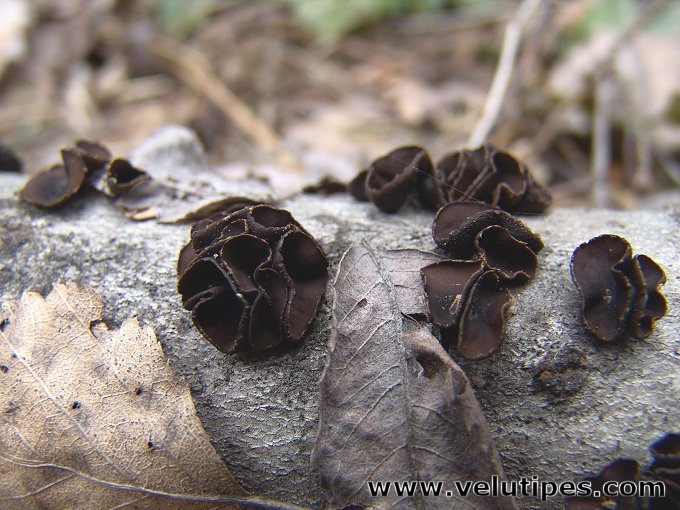 Encoelia fascicularis