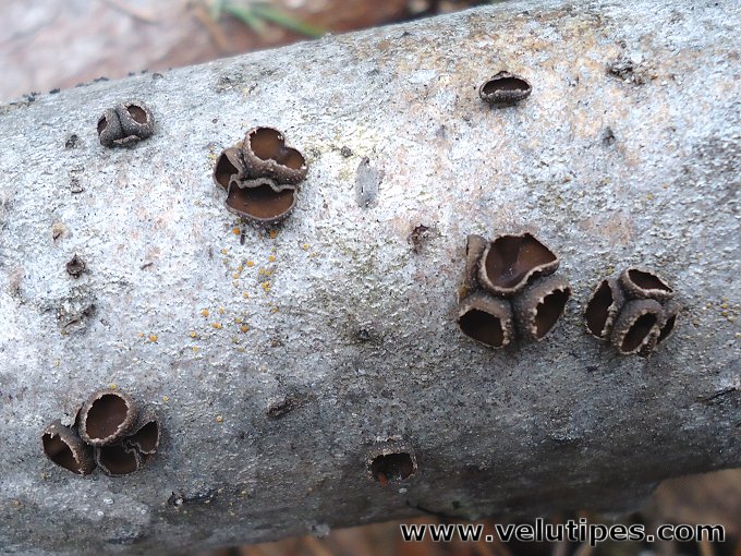 Encoelia fascicularis