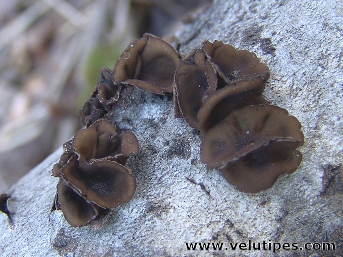 Encoelia fascicularis