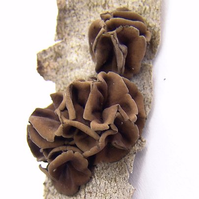 Encoelia fascicularis