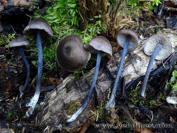 Entoloma lampropus