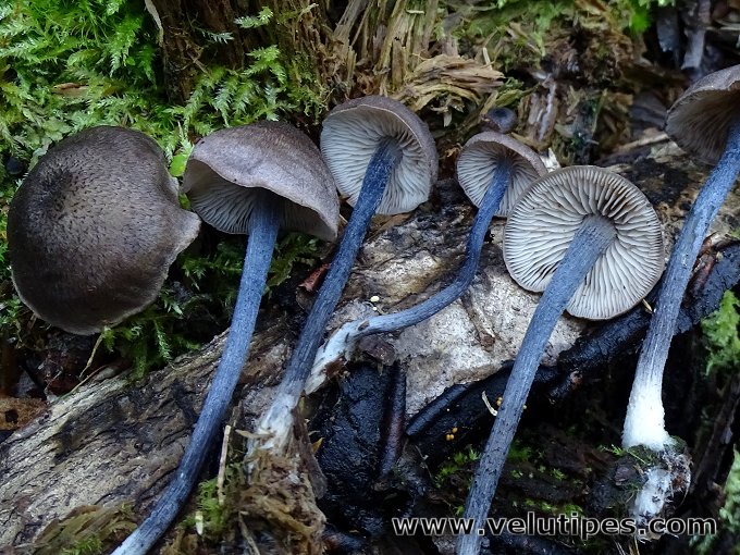 Entoloma lampropus