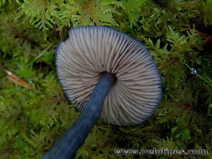 Entoloma nitidum