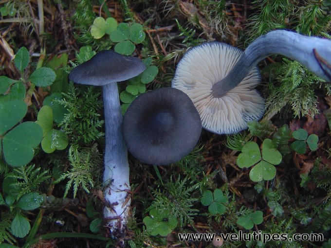 Entoloma nitidum