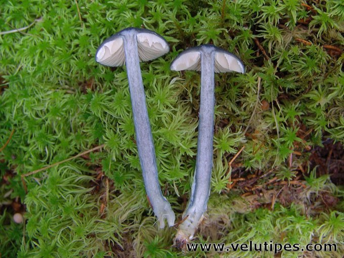 Entoloma nitidum