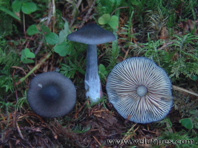 Entoloma nitidum