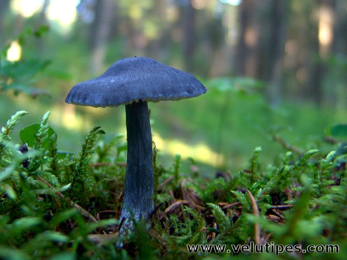 Entoloma nitidum