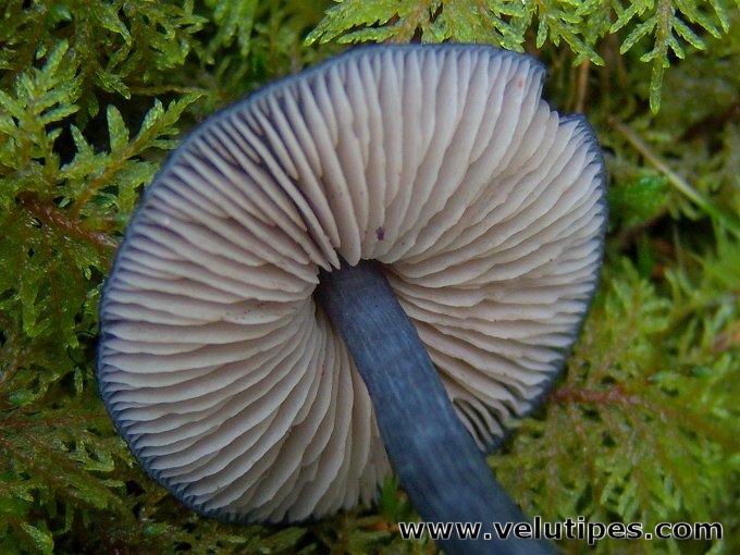 Entoloma nitidum