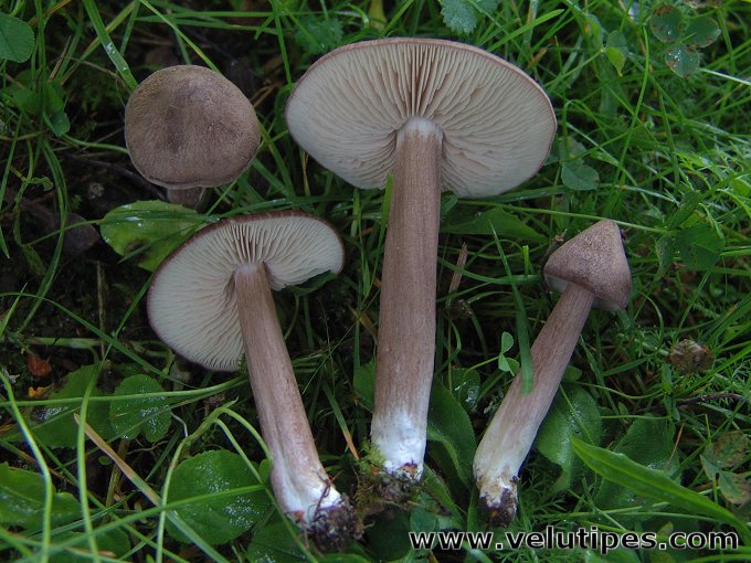 Entoloma porphyrophaeum