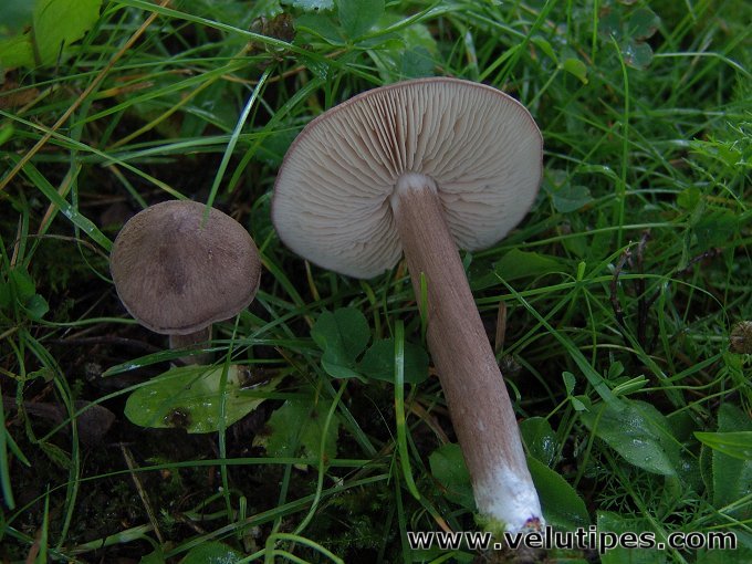 Entoloma porphyrophaeum