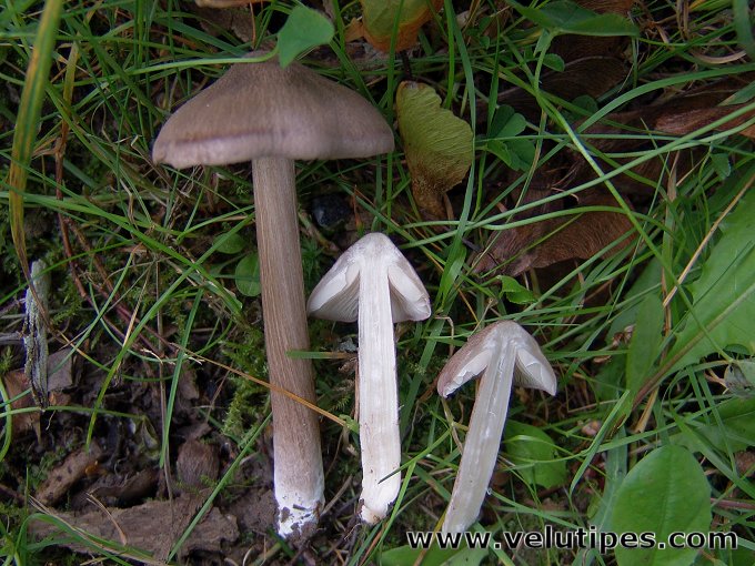 Entoloma porphyrophaeum