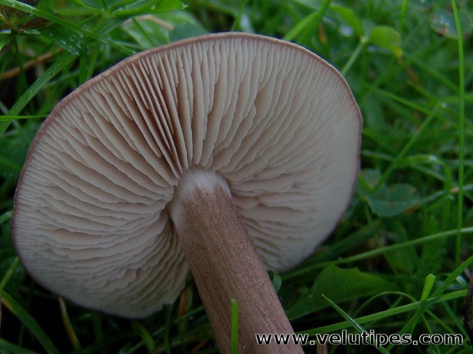 Entoloma porphyrophaeum