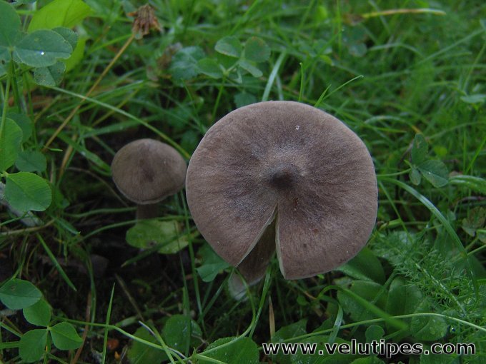 Entoloma porphyrophaeum