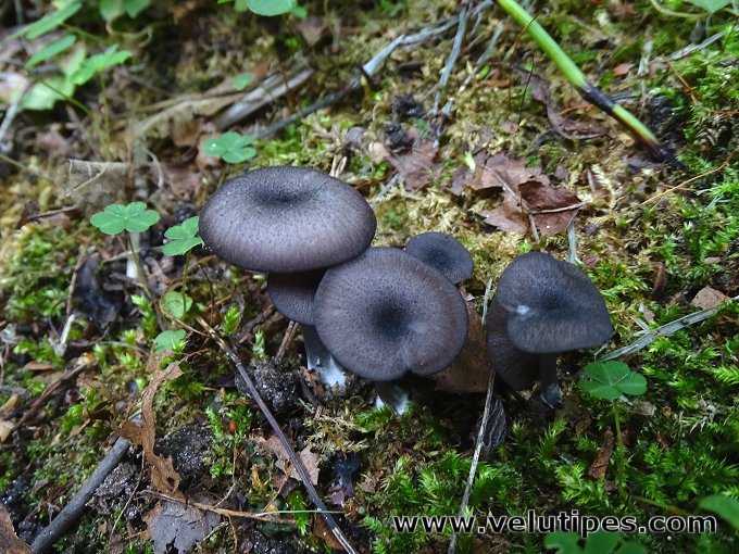 Entoloma serrulatum