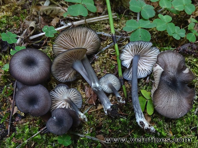 Entoloma serrulatum