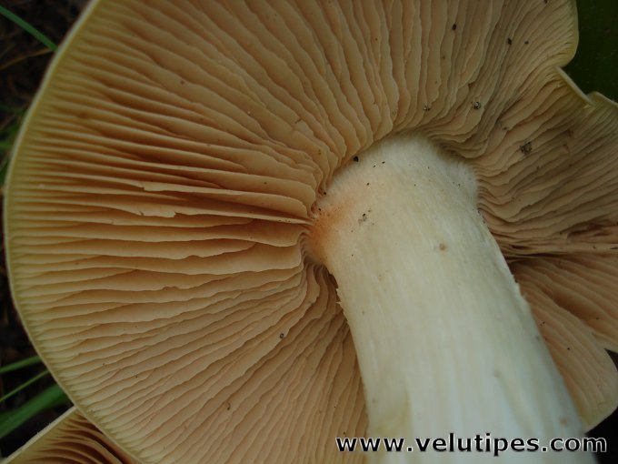 Entoloma sinuatum