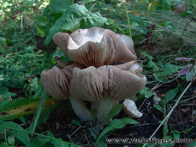 Entoloma sinuatum