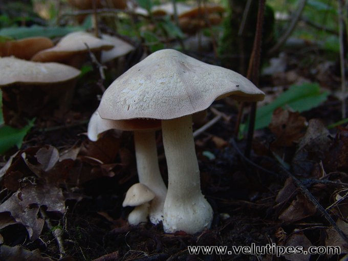 Entoloma sinuatum
