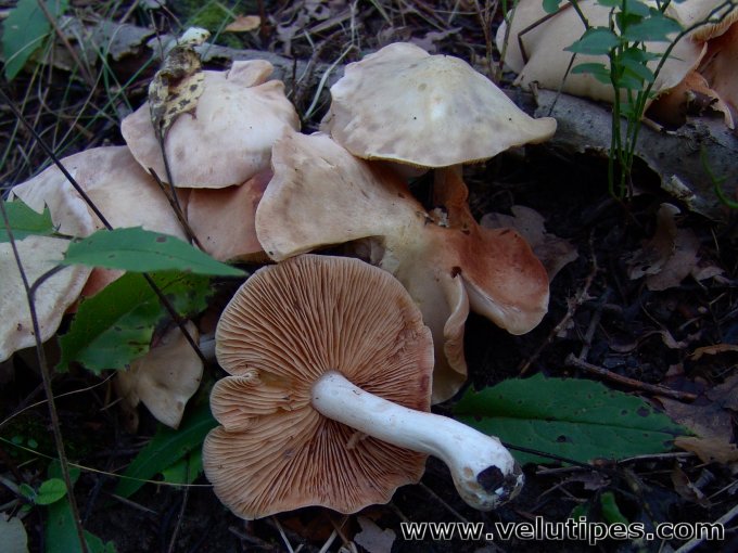 Entoloma sinuatum