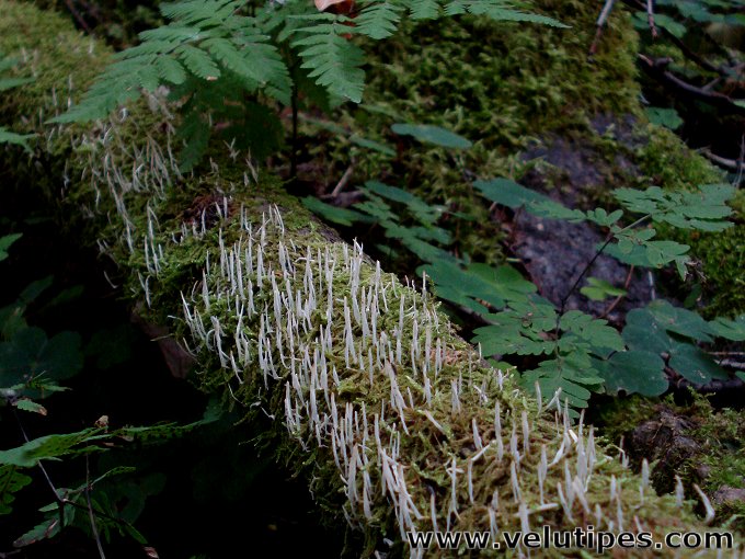 Eocronartium muscicola