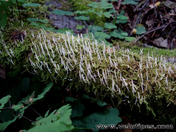 Eocronartium muscicola