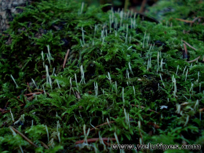 Eocronartium muscicola