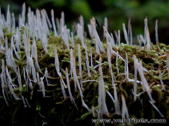 Eocronartium muscicola