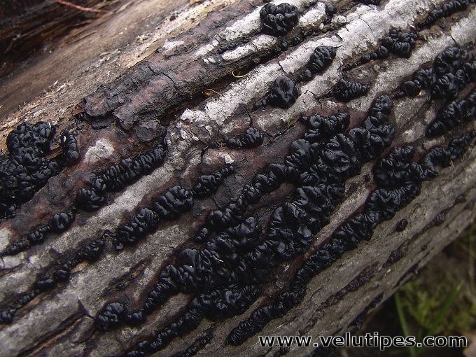  Exidia glandulosa 