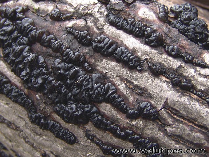  Exidia glandulosa 