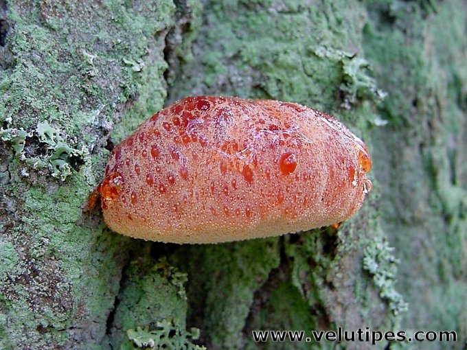 Fistulina hepatica