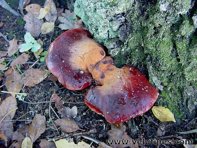 Fistulina hepatica