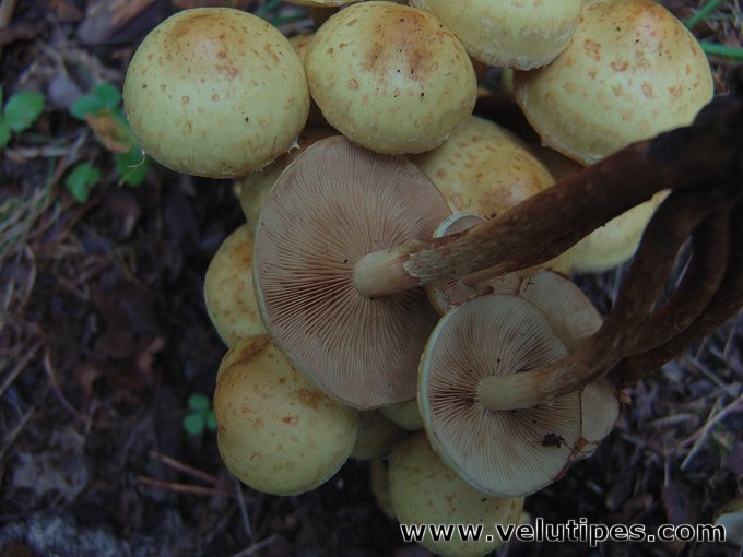 Flammula alnicola