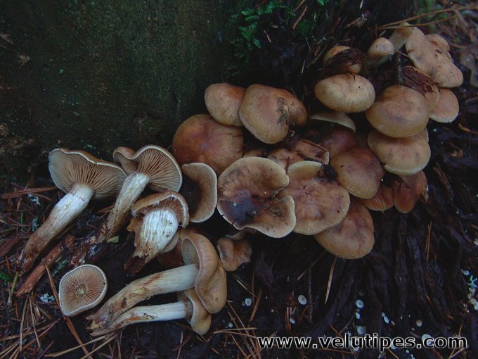 Flammula pinicola