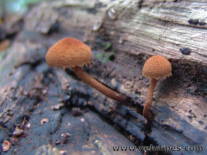 Flammulaster limulatus