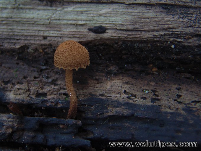 Flammulaster limulatus