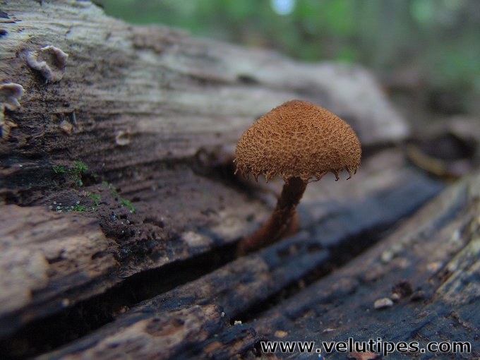 Flammulaster limulatus
