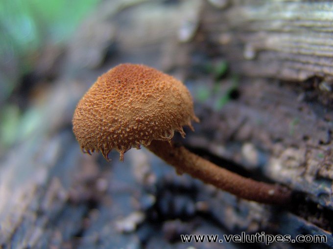 Flammulaster limulatus